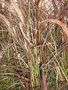 vignette Pennisetum setaceum 'Rubrum'