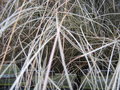 vignette Carex comans ''Frosted Curls ''