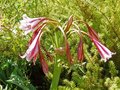 vignette Crinum bulbispermum