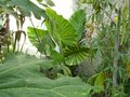 vignette Alocasia macrorrhiza (2009)