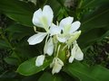 vignette Hedychium coronarium