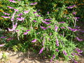 vignette Salvia leucantha, sauge