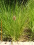 vignette Pennisetum alopecuroides ?