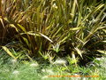 vignette Pennisetum villosum (1er plan)