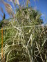 vignette Miscanthus  espce?