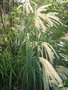 vignette Miscanthus  sinensis