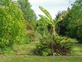 vignette Blechnum cordatum (chilense) + musa