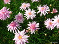 vignette Argyranthemum frutescens, Anthemis frutescens