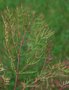 vignette Polyscias sambucifolius var. angustifolius   / Araliacées / Australie