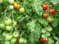 vignette tomate harzglut