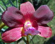vignette Dendrobium 'Brown manta'
