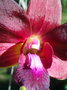 vignette Dendrobium 'Brown manta'