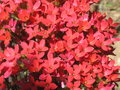 vignette Kalanchoe blossfeldiana