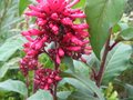 vignette Cestrum elegans(purpureum) autre vue au 03 11 09