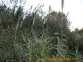 vignette Phragmites australis