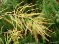 vignette Taxodium distichum ou cyprès chauve
