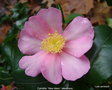 vignette Camélia ' HUGH EVANS ' ou 'NEW DAWN ' ? camellia sasanqua, odorant