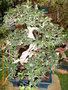 vignette Zelkova carpinifolia