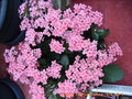 vignette Kalanchoe bloosfeldiana rose