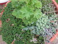 vignette sedum oreganum, sedum spathulifolium 'cape blanco' sedum sp et sempervivum arachnoideum et Delphinium au centre