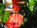 vignette Hibiscus rosa sinensis au 05 11 09