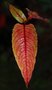 vignette Persicaria macrophylla 'Red Dragon'