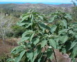 vignette Solanum mauritianum