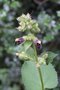 vignette Salvia grandifolia MLB0768
