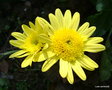 vignette Chrysanthème à petites fleurs