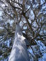 vignette eucalyptus benthamii (fantome blanc)
