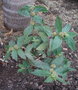 vignette Euphorbia hirta