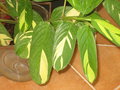 vignette Ctenanthe pilosa 'golden mosaic'