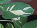 vignette Ctenanthe pilosa 'golden mosaic'