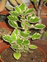 vignette Plectranthus coleoides, Plectranthus variegata