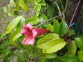 vignette Bignonia capreolata 'Atrosanguinea'