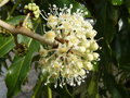 vignette Fleur de Fatsia (dtail)