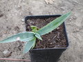 vignette Agave angustifolia marginata