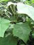 vignette feuilles de paulownia