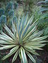 vignette yucca gloriosa variagata