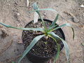 vignette Yucca flaccida var cherokee