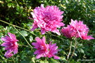 vignette Chrysanthème à petites fleurs