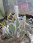 vignette Opuntia leucotricha