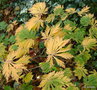 vignette Acer japonicum ' Aconitifolium ' ?