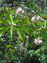vignette Barringtonia neocaledonica