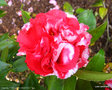 vignette Camlia ' VILLE de NANTES ' camellia japonica