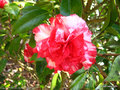 vignette Camlia ' VILLE de NANTES ' camellia japonica