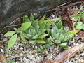 vignette Aloe brevifolia et Echium pininana juvenil