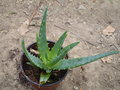 vignette Aloe spinosissima??