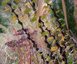 vignette R. sericea chrysocarpa, en hiver, les épines deviennent noires
