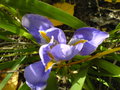 vignette iris unguicularis